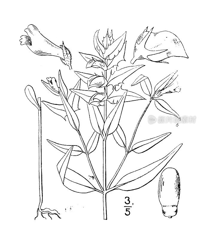 古植物学植物插图:Melampyrum lineare，窄叶牛小麦